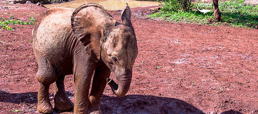 Een kleine olifant staat op modderige grond